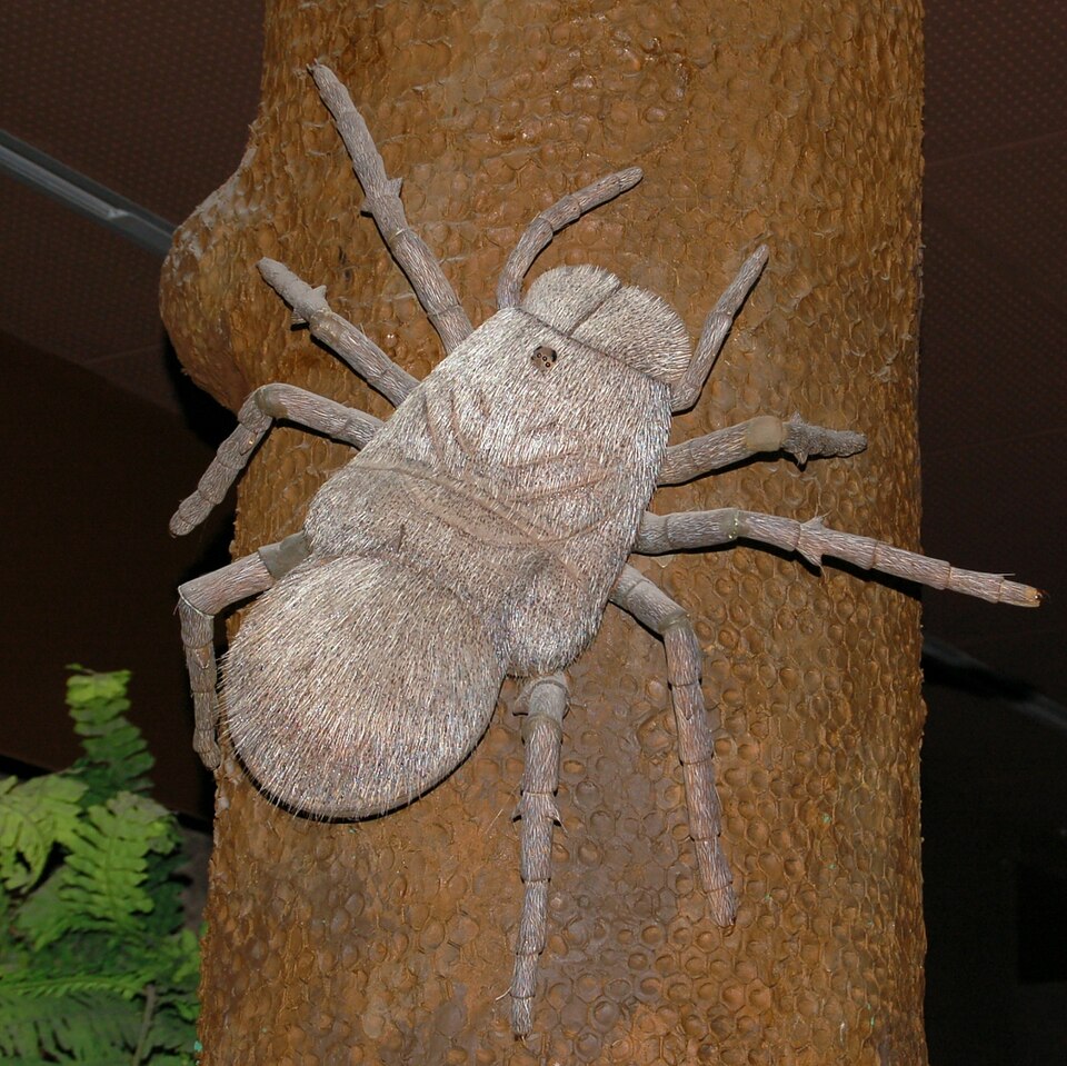 Megarachne